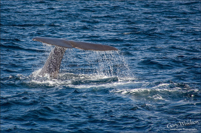 Sperm Whale diving.  Fine Art Landscape Photography by Gary Waidson