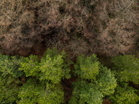 Whitesides-Plantation-I-t