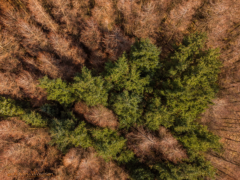 Whitesides Plantation - Fine Art Landscape Photography by Gary Waidson