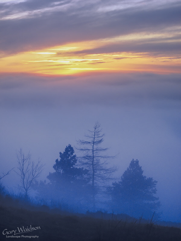 Crompton Moor trees. Waylandscape. Fine Art Landscape Photography by Gary Waidson